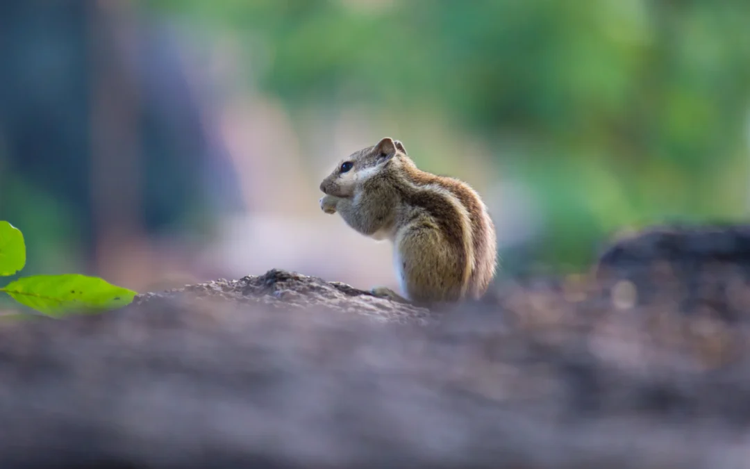 Do Chipmunks Keep Mice Away?