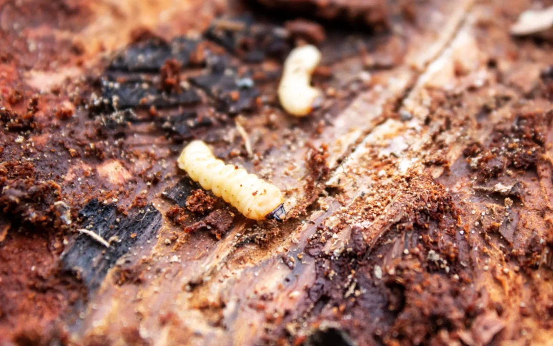 Termite Larva [2023 Guide]