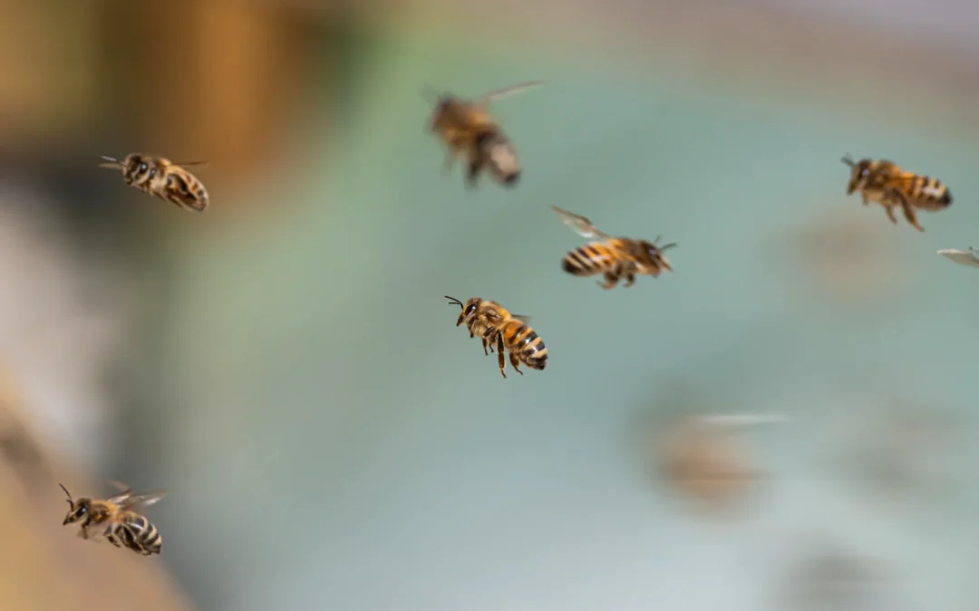 How to get rid of meat bees: Step-by-step